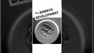 Embryo development shorts mbbs femalereproductivesystem pregnancy [upl. by Jacey805]