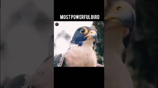 Peregrine falcon speed and attack in Urdu documentary facts [upl. by Leirbaj]