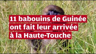 VIDÉO Onze babouins de Guinée ont trouvé refuge dans la réserve zoologique de la HauteTouche [upl. by Parrish]