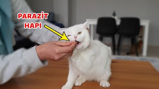 KEDİLER İÇİN EVDE İÇDIŞ PARAZİT UYGULAMASI 1 Yıllık Aşılarını Toplu Aldık [upl. by Adnahs959]