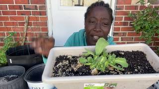 Regrow Cabbage  6 Heads One Stump regrowcabbage containergardening plantingcabbage [upl. by Mansur278]