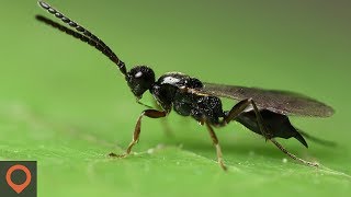 Invasion Of The Body Snatchers  Parasitoid Wasp [upl. by Rheingold982]