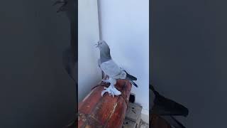 Kaç saat havada kaldın böyle guvercin oyunkuşu pigeon [upl. by Nanreik]