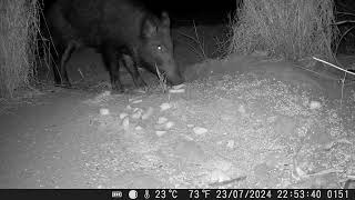 PORCÃO APARECEU NA CEVA javaporco animals selvagem faunabrasileira porcoselvagem [upl. by Attenhoj51]