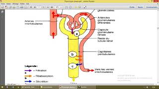 Physiologie rénale 4 Filtration glomérulaire [upl. by Potash]