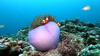 Clownfish and Sea Anemone  Gopro Underwater Video [upl. by Narag]