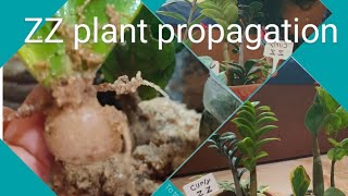 ZZ plant care and propagation [upl. by Elgna]