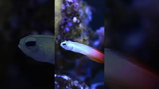 Most Beautiful Aquarium Fish Firefishshorts aquariumfish trending [upl. by Faulkner]