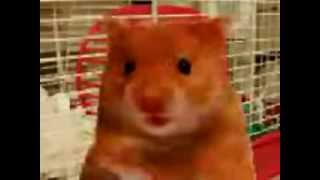 Harry the Hamster and friends compilation of naughty swearing talking animals [upl. by Oleic]