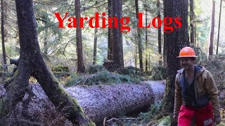 Bucking and Yarding Big Sitka Spruce Trees [upl. by Assirec]