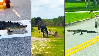 Ozzy Man Reviews Floridian Alligators [upl. by Valora]