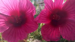 110  How to collect amp save Kenaf Hibiscus Cannabinus Brown Indian Hemp seeds Hindi Urdu [upl. by Odette]