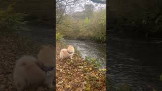 Chow Bella autmun walks and the river irk [upl. by Enaek]