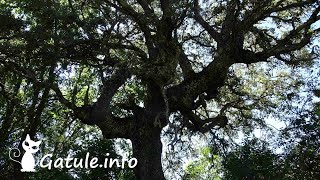 Árbol Alcornoque o 🌷 Quercus Suber 🌷 [upl. by Geffner604]