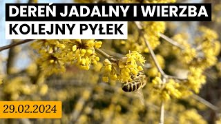 29022024 Dereń jadalny i wierzba kolejne źródła pyłku Jakie zioła planuje podać [upl. by Yanttirb727]