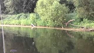 River Otters on the James in Virginia [upl. by Kristos576]