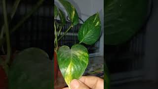 Colours in pothos🌱 gardeningadvice myplantlovinghome planthappiness indoorplanting [upl. by Dorsy845]