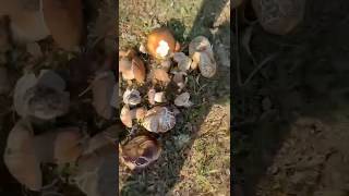 Brotada bestial de Boletus aereus 😵😵 cazadoresdemicelio boletusedulis setas nature boletus [upl. by Attenhoj]