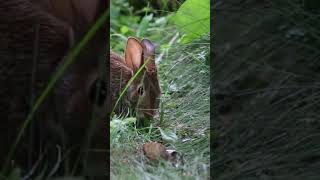 Rabbit Facts in Hindi  By Way Wild rabbit [upl. by Hecklau492]