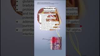 Mediators of nociception [upl. by Yarak]