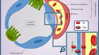 Questce que la barrière alvéolocapillaire [upl. by Llerat]