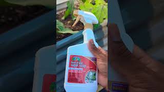 keep pest out of your garden with Bonide Captain Jacks Insecticidal Super Soap honestreview tips [upl. by Ahsilif]