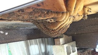 Eight foot long bee hive removal and relocation [upl. by Nawd]