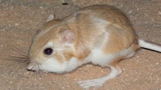 kangaroo rat does not drink water through the life [upl. by Pollux]