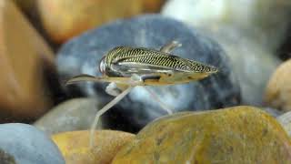 Lesser water boatman Corixidae  1 cmBúvárpoloska [upl. by Anecusa]