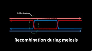 Recombination during meiosis  CSIR LS JRF  GATE  csir gate [upl. by Kelcie801]