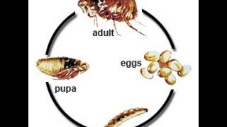 LIFE CYCLE OF THE FLEA [upl. by Pincas]