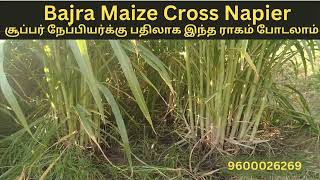 Maize Cross Napier  Alternatives to Super Napier Grass 9600026269 [upl. by Merralee966]