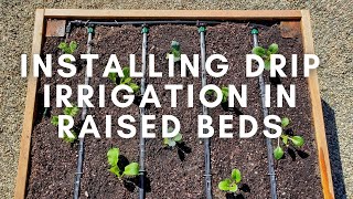 How to Install Drip Irrigation in Raised Garden Beds Using Drip Tape [upl. by Hepzi]