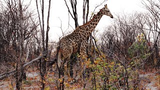 Many giraffes Giraffa camelopardalis encounters Okavango Delta Botswana [upl. by Orozco]