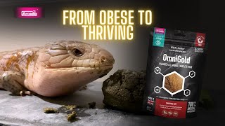 Obese Rescue Skinks Weight Loss Journey  ft Hollie [upl. by Aihsoek598]