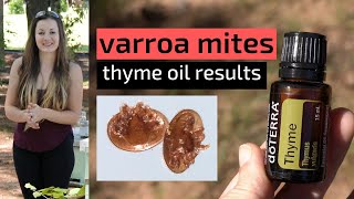 Beekeeping For Beginners  Treating Varroa Mites With Thyme Oil amp Results [upl. by Veriee]