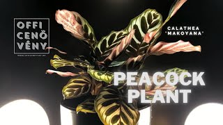 Calathea makoyana peacock plant time lapse [upl. by Pfeffer]