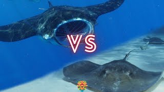 Giant Stingray VS Manta Ray Who Will Win The Fight [upl. by Lipps]