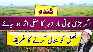 How to Recover Phytotoxic Effect of Herbicide in Wheat  Crop Reformer [upl. by Naul309]