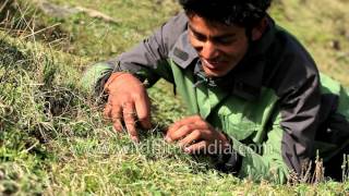 Cordyceps sinensis Black gold from a Himalayan caterpillarfungus [upl. by Mide]