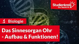 Das Sinnesorgan Ohr  Aufbau amp Funktionen  Biologie verstehen mit dem Studienkreis [upl. by Hardden]