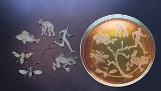 Seth Bordenstein Animal Speciation and the Gut Microbiome [upl. by Griffiths330]