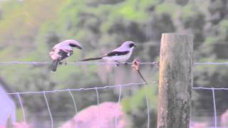 Loggerhead Shrikes [upl. by Ahsiem]