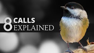 8 Blackcapped Chickadee Calls EXPLAINED [upl. by Piscatelli]