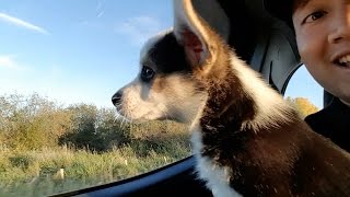 CORGI PUPPY FIRST CAR RIDE  Hiro the Corgi [upl. by Assehc]