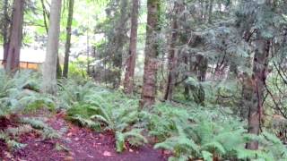 Illahee State Park Campground  Bremerton Washington [upl. by Tiler929]