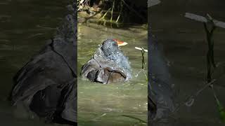 un tuffo in acqua  splash spalsh tuffo littleduck moorhen [upl. by Kurtzig592]