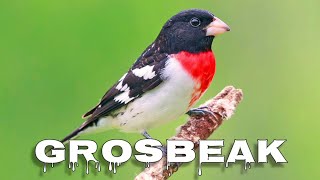 Rosebreasted grosbeak song [upl. by Tammie]