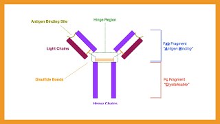 Antibody Structure amp Function [upl. by Tillinger532]