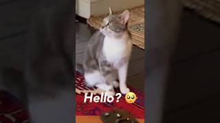 Cats Speaking English Compilation 😂 cats funny pets shorts [upl. by Irej167]